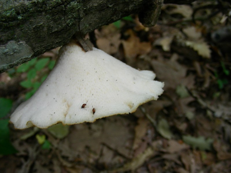 3) Fotografati il 12.06.2012. sotto Quercia (bosco asciutto)